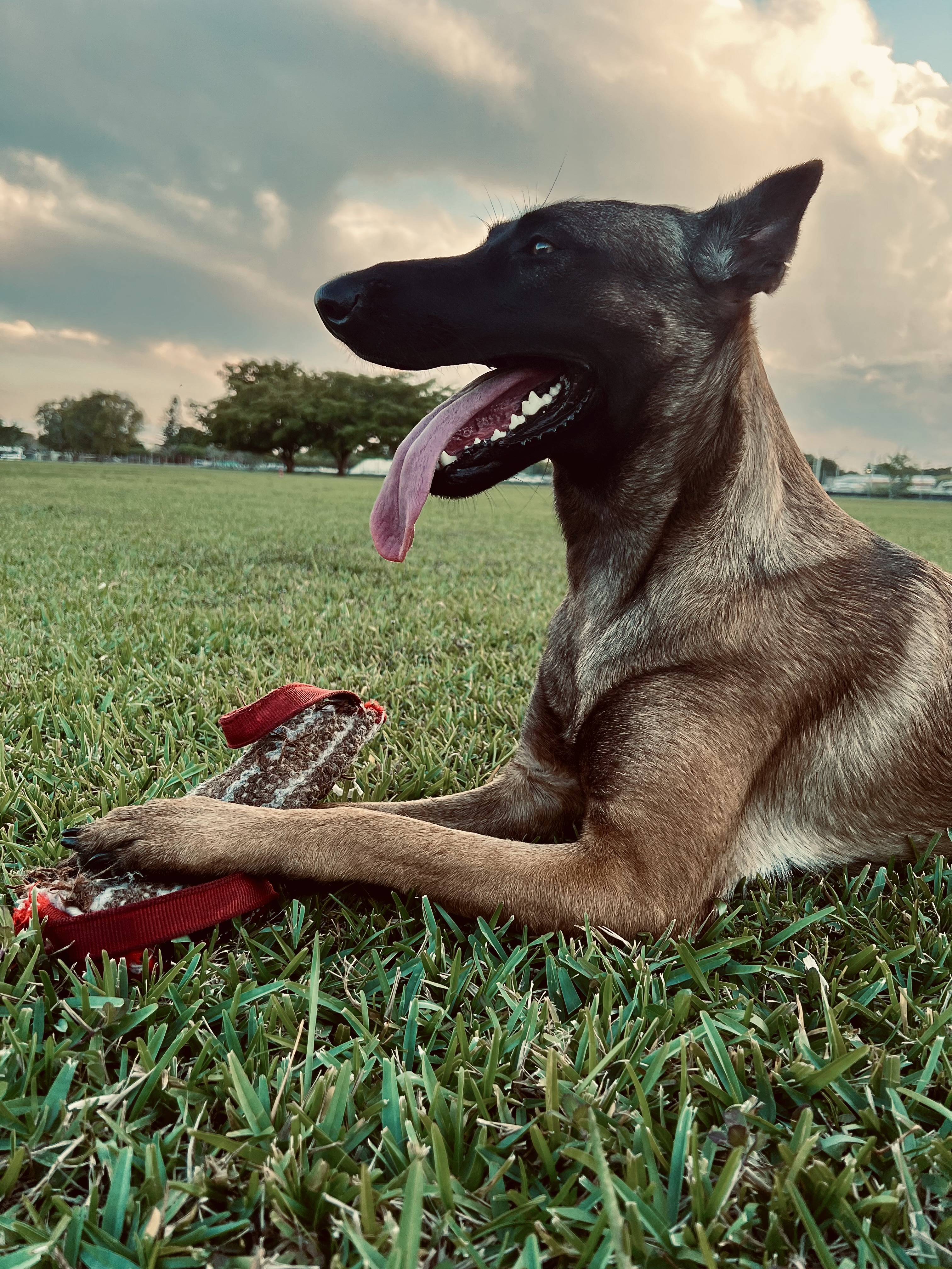 Zion Matthews, founder of True Companions, with client dogs in South Florida